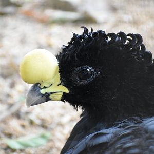 Great Curassow - Crax rubra