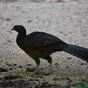 Chaco Chachalaca - Ortalis canicollis