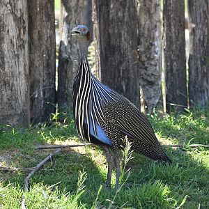 Vulturine Guineafowl - Acryllium vulturinum