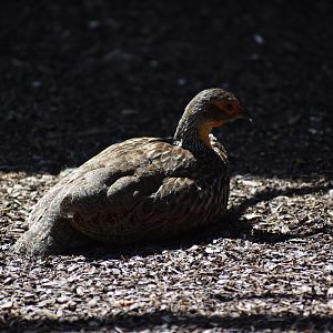 Yellow-necked Spurfowl - Pternistis leucoscepus