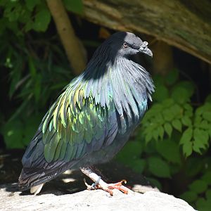 Nicobar Pigeon - Caloenas nicobarica