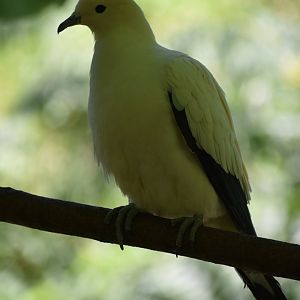 Pied Imperial Pigeon - Ducula bicolor