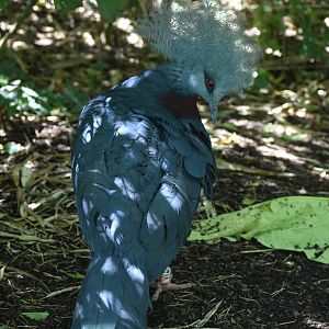 Scheepmaker's Crowned Pigeon - Goura scheepmakeri