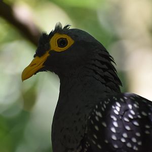 African Olive Pigeon - Columba arquatrix