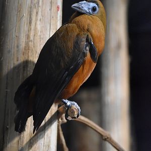 Capuchinbird - Perissocephalus tricolor