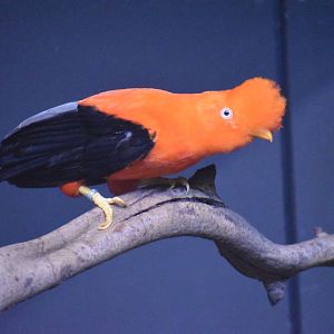 Andean Cock-of-the-rock - Rupicola peruvianus
