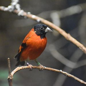Red Siskin - Spinus cucullatus