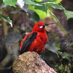 Brazilian Tanager - Ramphocelus bresilia