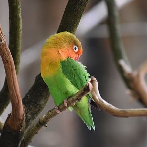 Fischer's Lovebird - Agapornis fischeri
