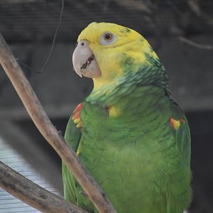 Yellow-headed Amazon - Amazona oratrix