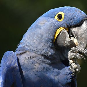 Hyacinth Macaw - Anodorhynchus hyacinthinus