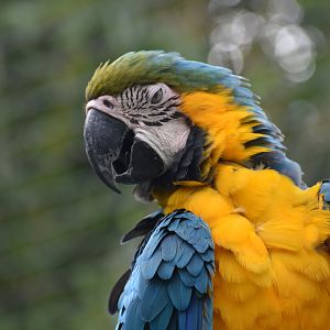 Blue-and-yellow Macaw - Ara ararauna