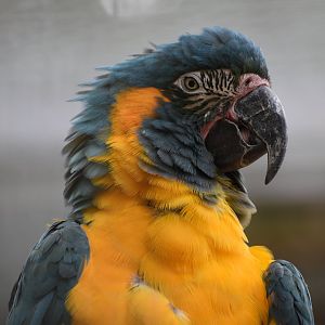 Blue-throated Macaw - Ara glaucogularis