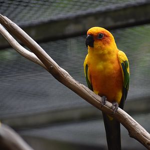 Sun Parakeet - Aratinga solstitialis