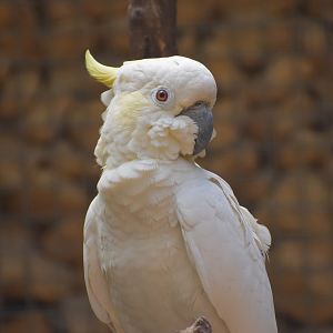Sulphur-crested Cockatoo - Cacatua galerita