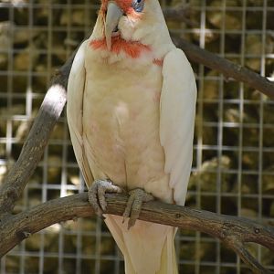 Long-billed Corella - Cacatua tenuirostris