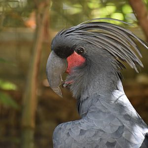Palm Cockatoo - Probosciger aterrimus