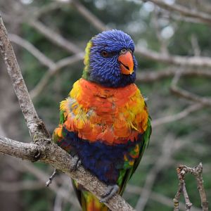 Rainbow Lorikeet - Trichoglossus moluccanus
