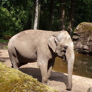 Asian elephant 6.7.23