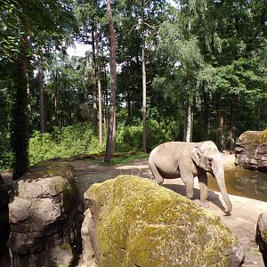 Asian elephant enclosure 6.7.23