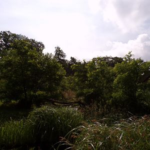 Ring-tailed and Black lemur enclosure 6.7.23