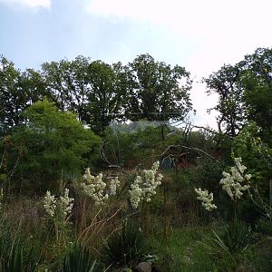 Ring-tailed and Black lemur enclosure 6.7.23