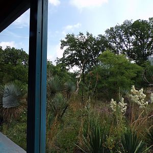 Ring-tailed and Black lemur enclosure 6.7.23