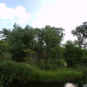 Ring-tailed and Black lemur enclosure 6.7.23