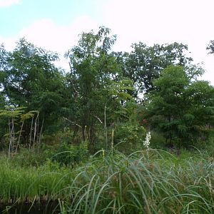 Ring-tailed and Black lemur enclosure 6.7.23