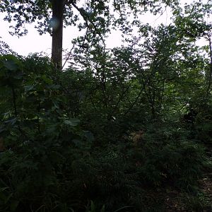 Squirrel monkey and coati enclosure 6.7.23