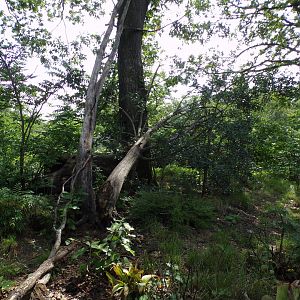 Squirrel monkey and coati enclosure 6.7.23