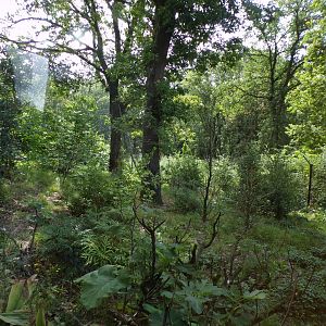 Squirrel monkey and coati enclosure 6.7.23