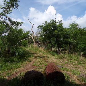 Ring-tailed and Black lemur enclosure 6.7.23