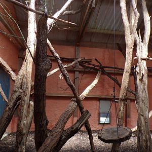 Ring-tailed and Black lemur indoors 6.7.23