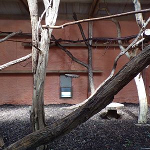 Ring-tailed and Black lemur indoors 6.7.23