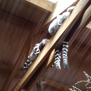 Ring-tailed lemurs 6.7.23