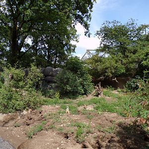 Meerkat enclosure 6.7.23