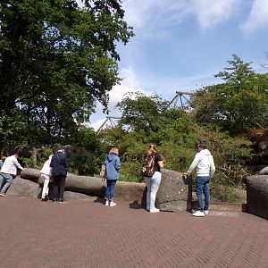 Meerkat enclosure 6.7.23