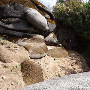 Meerkat enclosure 6.7.23