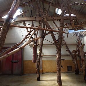 Squirrel monkey and coati indoors 6.7.23