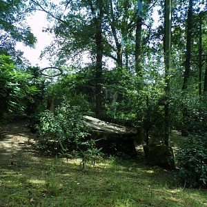 Sri Lankan leopard enclosure 6.7.23