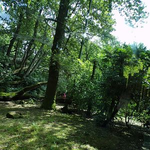 Sri Lankan leopard enclosure 6.7.23