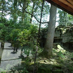 Sri Lankan leopard enclosure (terrible glare) 6.7.23