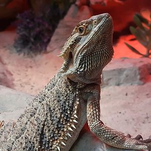Bearded dragon