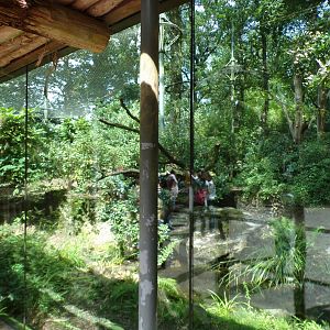 Sri Lankan leopard enclosure (terrible glare) 6.7.23
