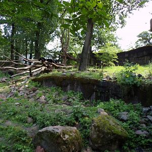 Sun bear and Binturong enclosure 6.7.23