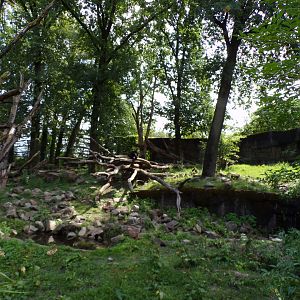 Sun bear and Binturong enclosure 6.7.23