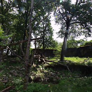 Sun bear and Binturong enclosure 6.7.23