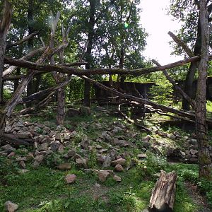 Sun bear and Binturong enclosure 6.7.23