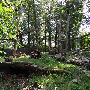 Sun bear and Binturong enclosure 6.7.23